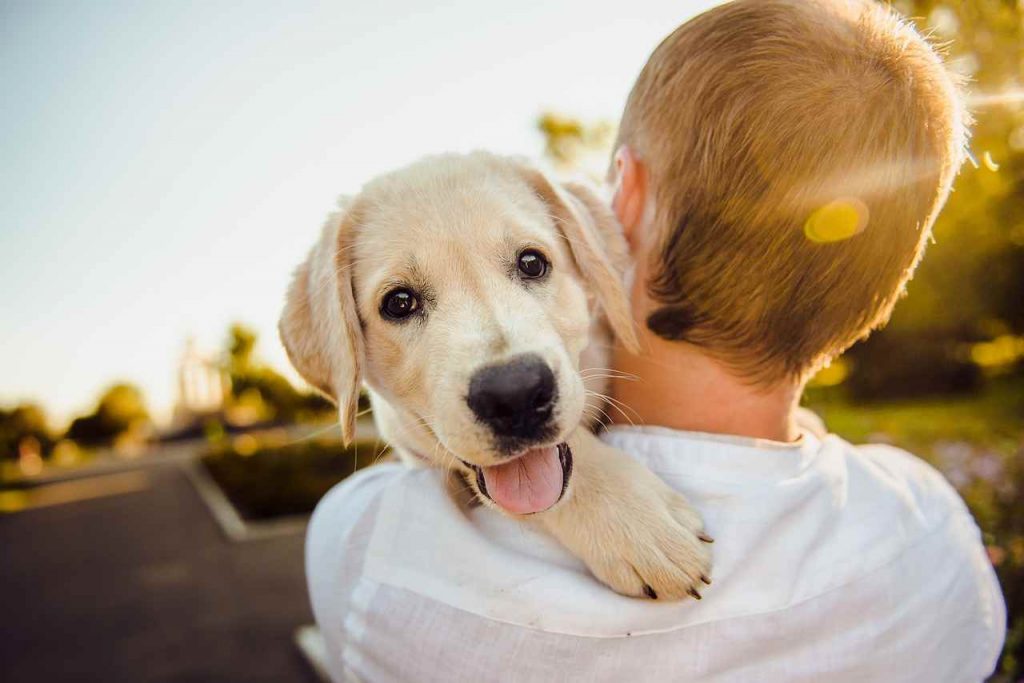 Alimenti da non dare al proprio cane